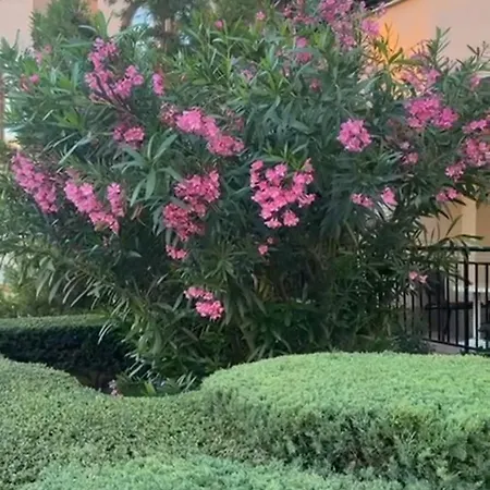 Sveti Vlas, Paradise Dreams شقة سفيتي فلاس