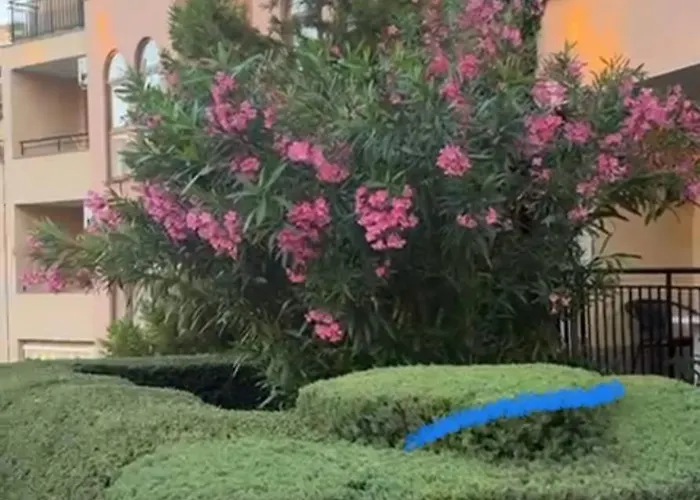 Sveti Vlas, Paradise Dreams Apartament