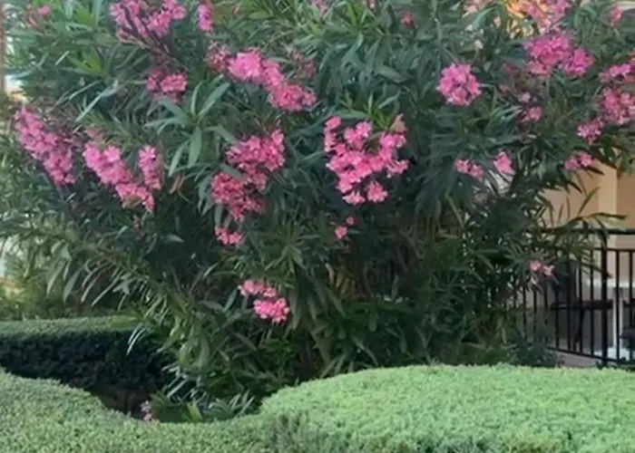 Sveti Vlas, Paradise Dreams Apartament Sveti Vlas